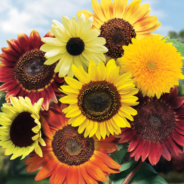 Evening Colors Sunflower plant