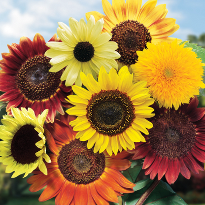 Evening Colors Sunflower plant