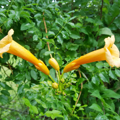Flava Campsis Radicans plant