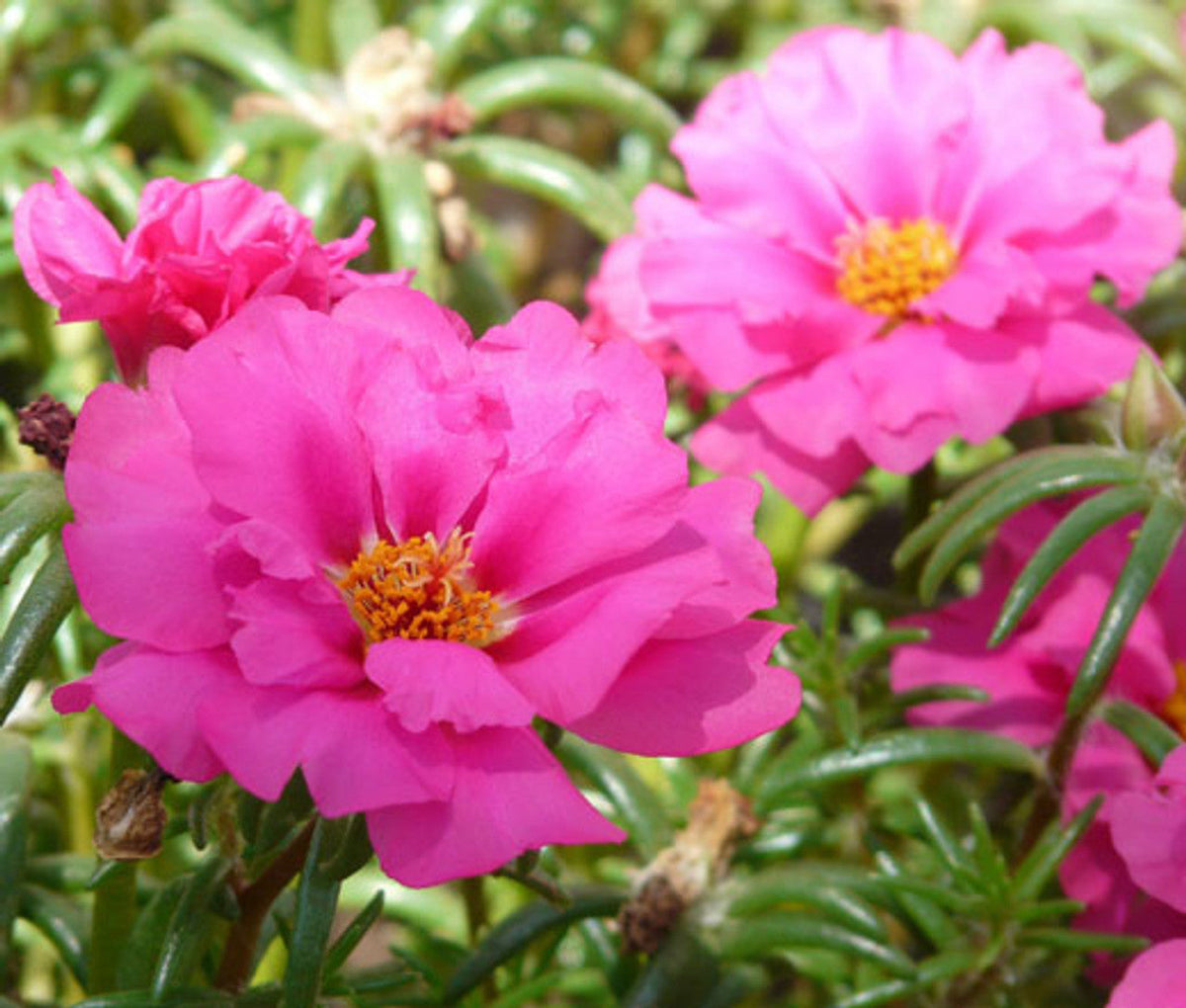 Annual Moss Rose plant