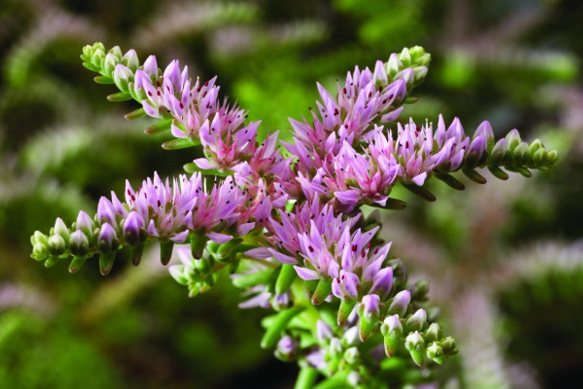 Stonecrop Sedum Pulchellum plant