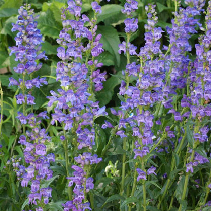 Beardtongue Penstemon Strictus plant