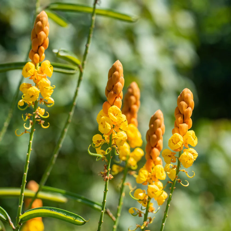 Alata Cassia plant