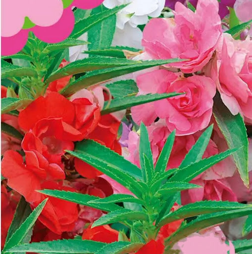 Double Impatiens plant