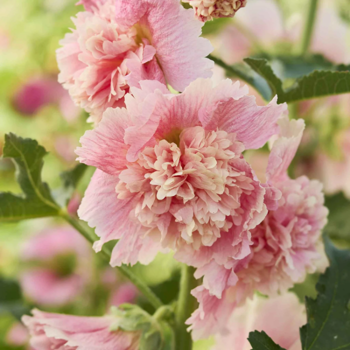 Carnival Pink Hollyhock plant