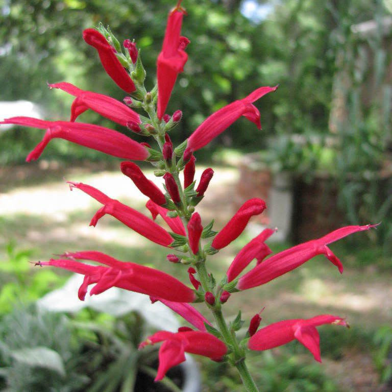 Aromatic Pineapple Sage plant