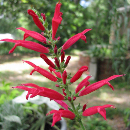 Aromatic Pineapple Sage plant