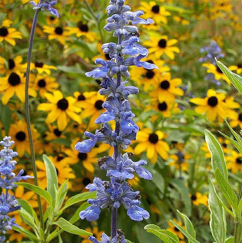 Blue Salvia plant