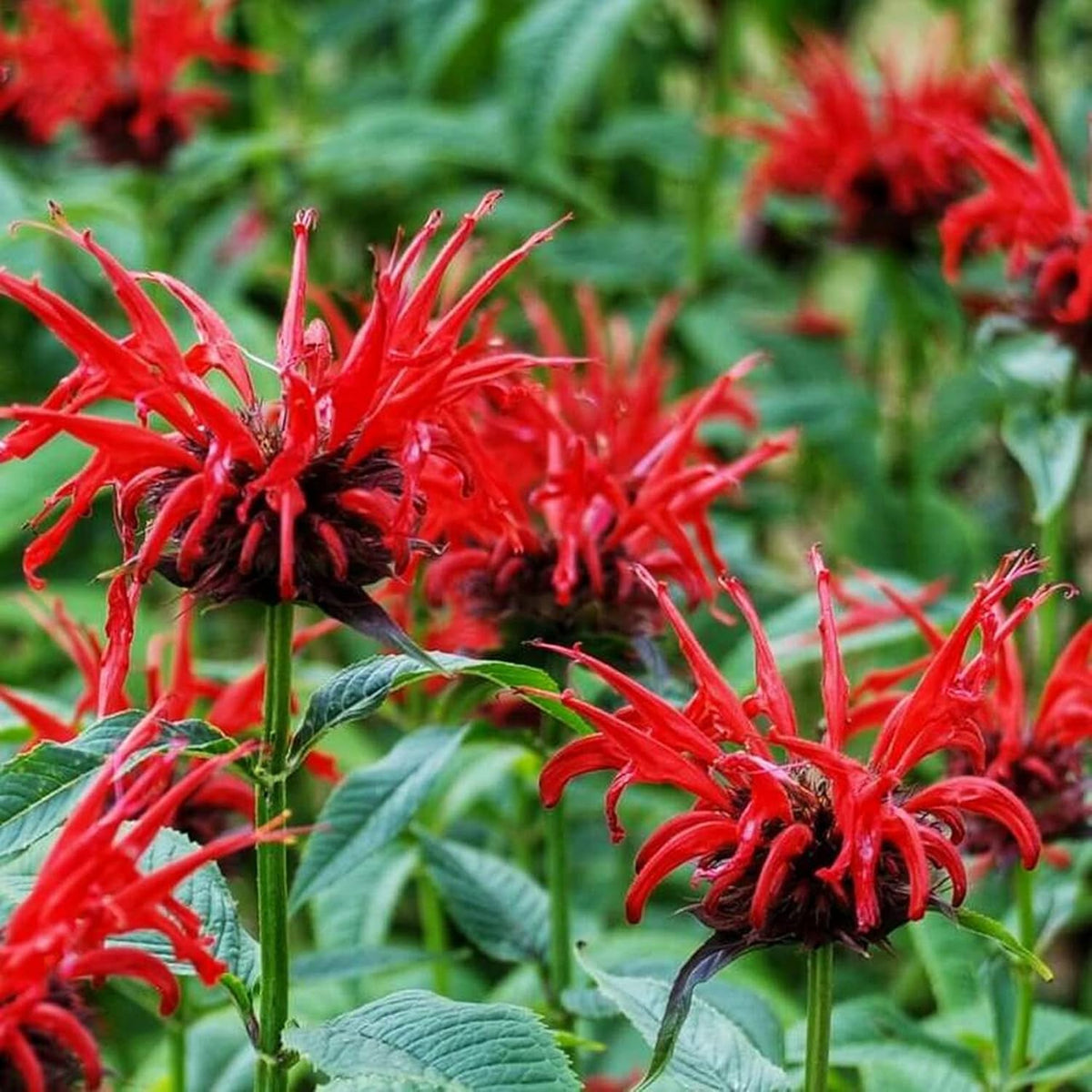 Scarlet Beebalm plant