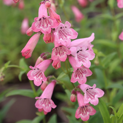 Pink Penstemon plant