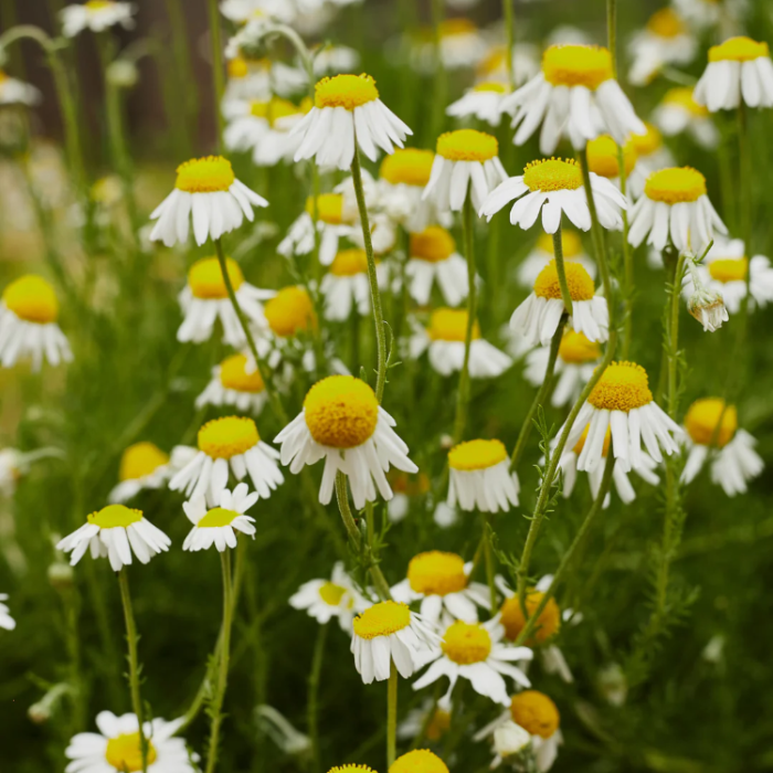 German Chamomile Chamomile plant
