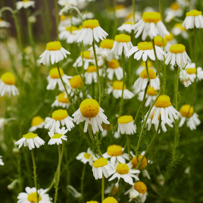 German Chamomile Chamomile plant