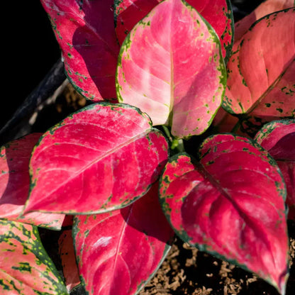 Aglaonema Plant flower seeds