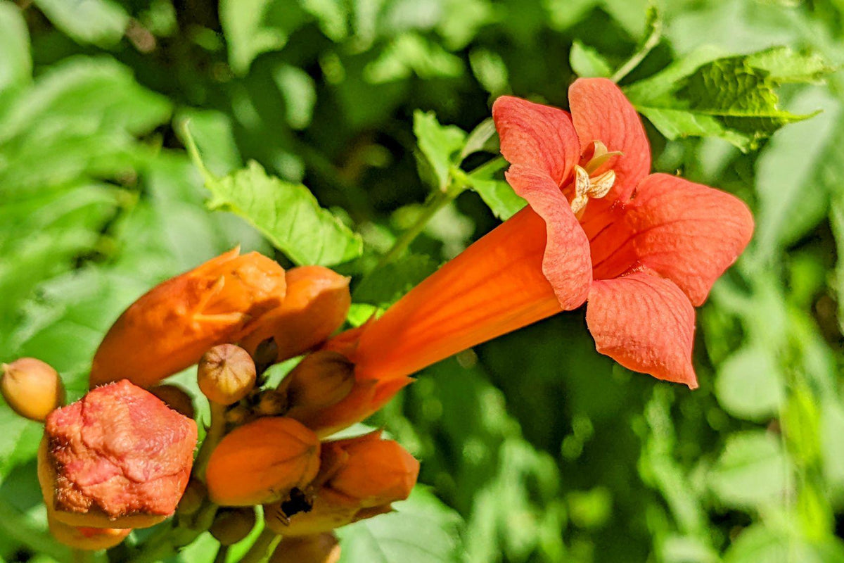 Scarlet Trumpet Vine plant