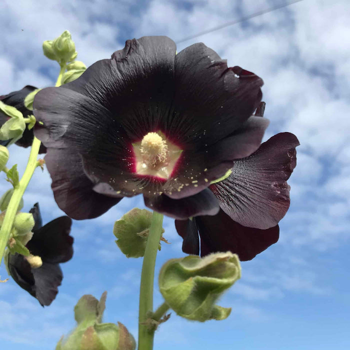 Blacknight Hollyhock plant