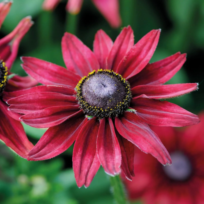 Cherry Brandy Rudbeckia plant