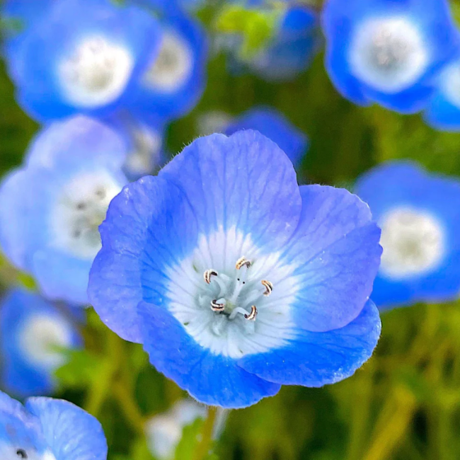 Blue Eyes Nemophila plant