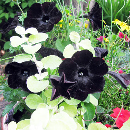 Black Velvet Petunia plant