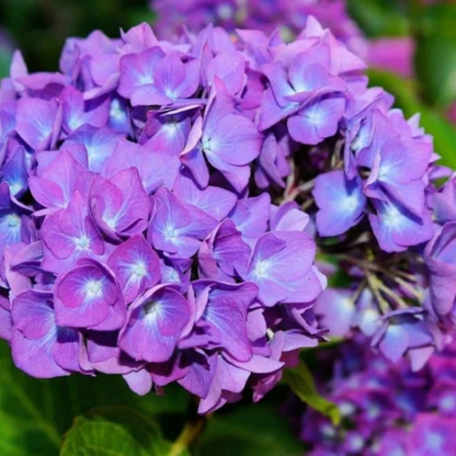 Dark Purple Hydrangea plant