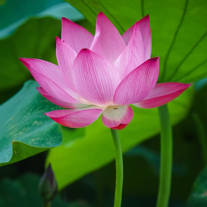Bonsai Lotus plant