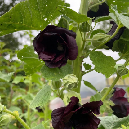 Black Prince Hollyhock plant