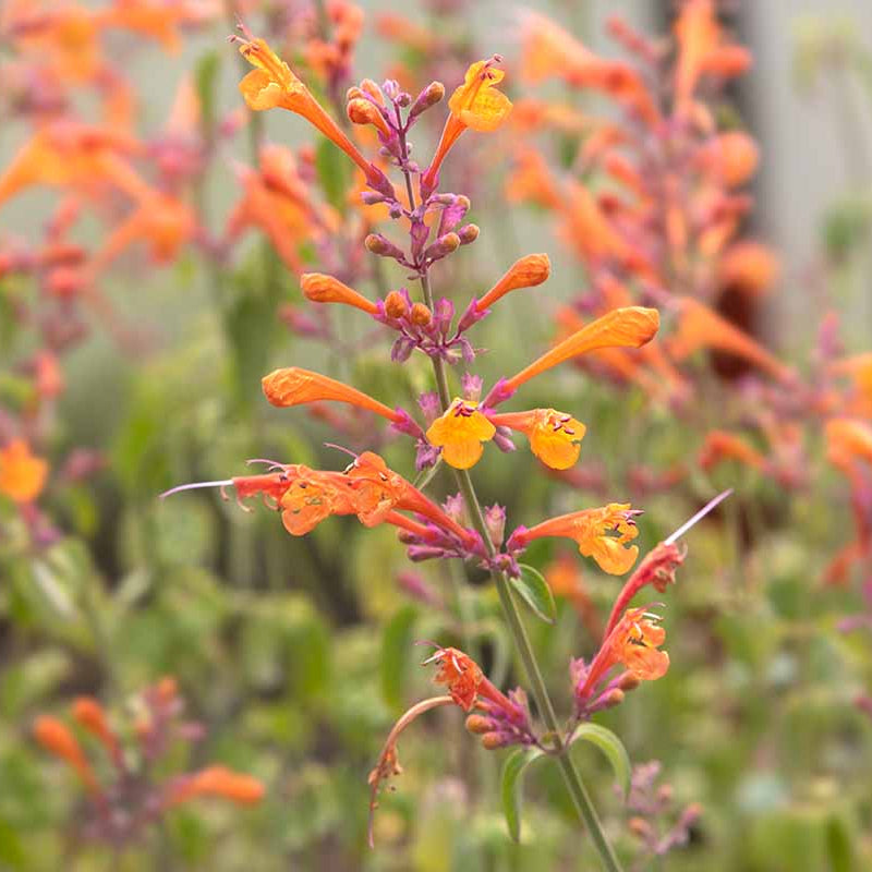 Aurantiaca Agastache plant