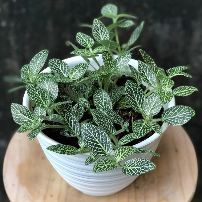 Albivenis Fittonia plant
