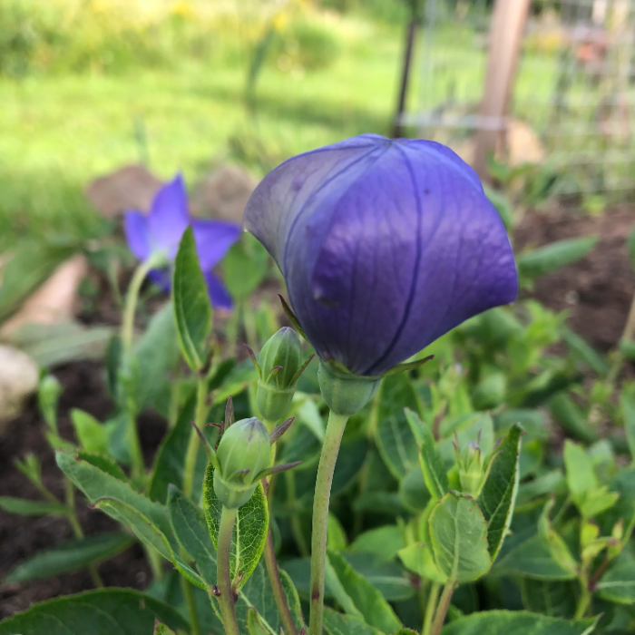 Grandiflorus Balloon plant