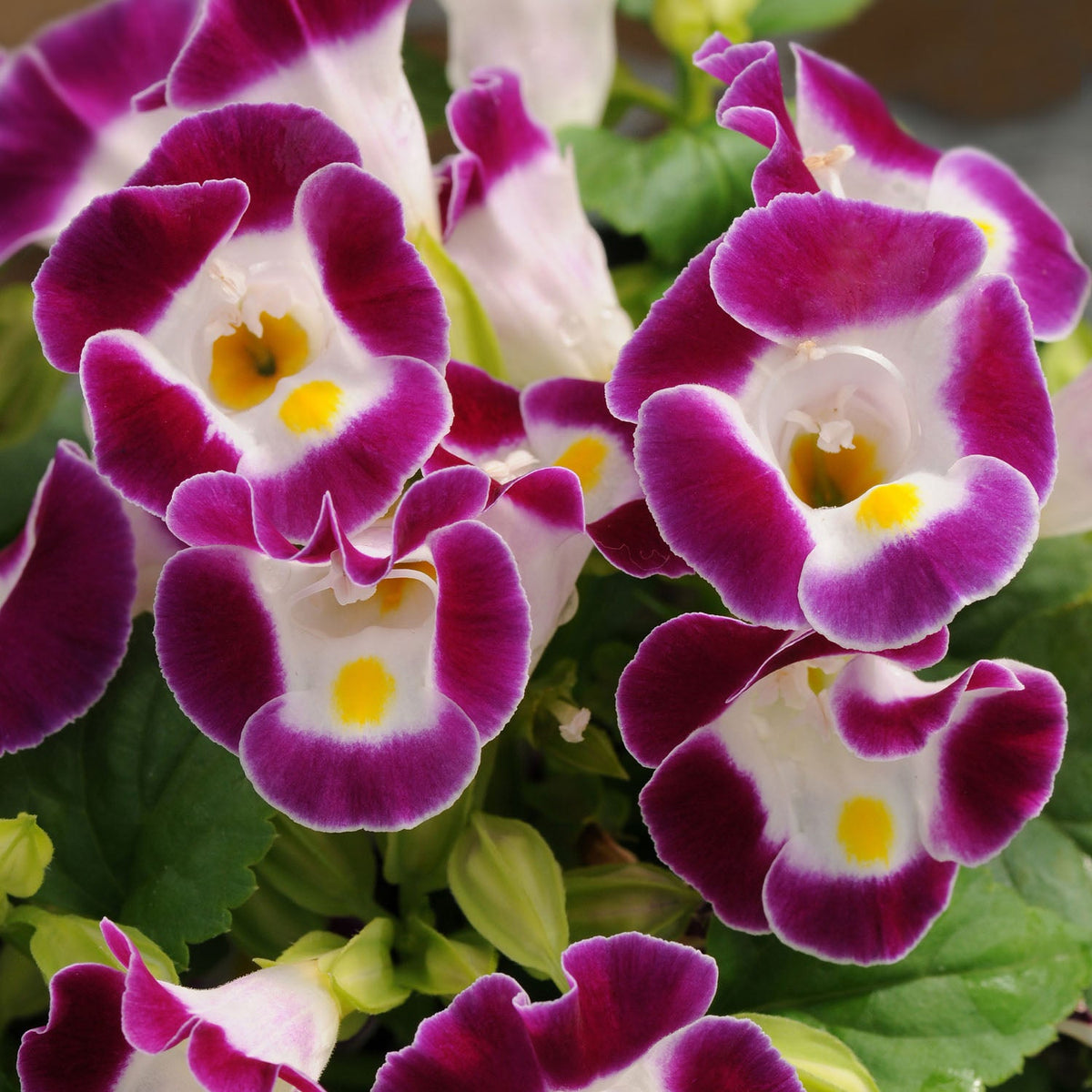 Fournieri Torenia plant
