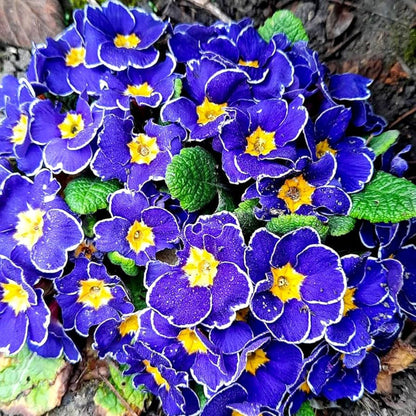 Blue Evening Primrose plant