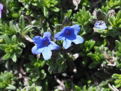 Glandora Diffusa plant