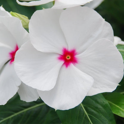 Bright Eyes Periwinkle plant