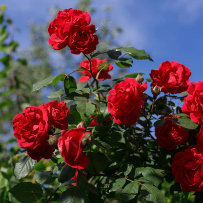 Climbing Rose plant