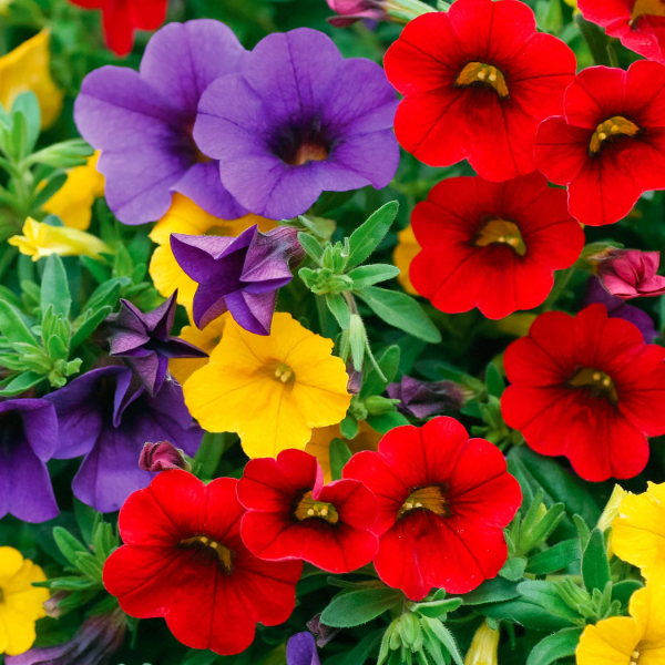 Mini Petunia Calibrachoa plant