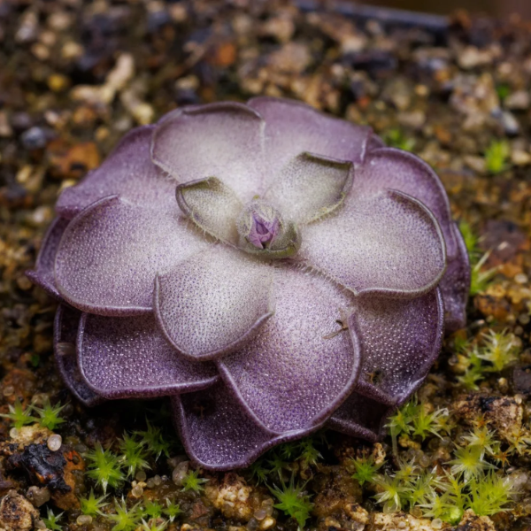 Cyclosecta Pinguicula plant
