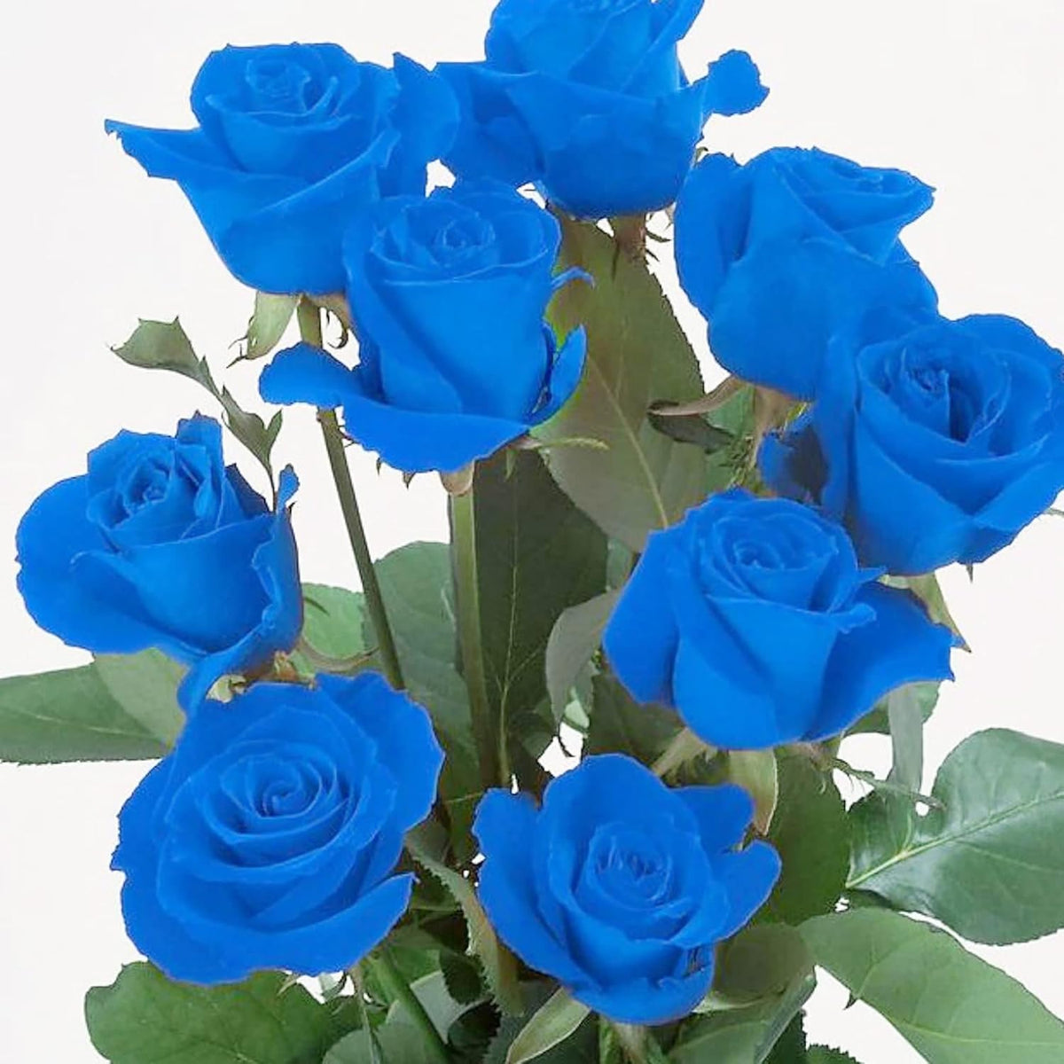 Blue Climbing Rose plant