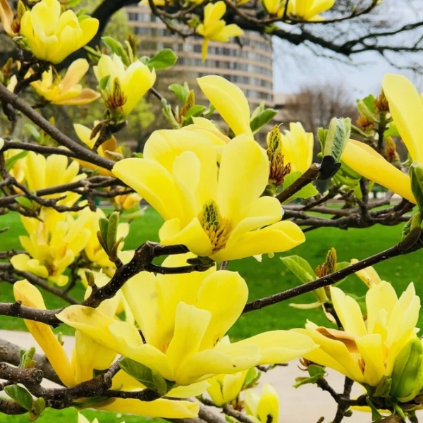 Butterfly Magnolia plant