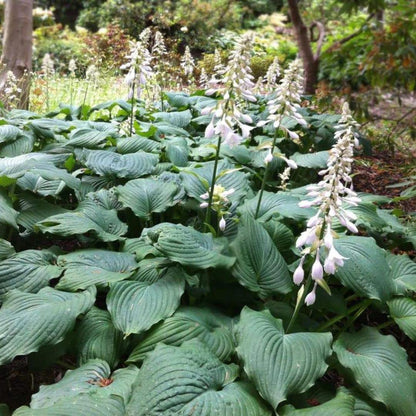 Angel Plantain Lily plant