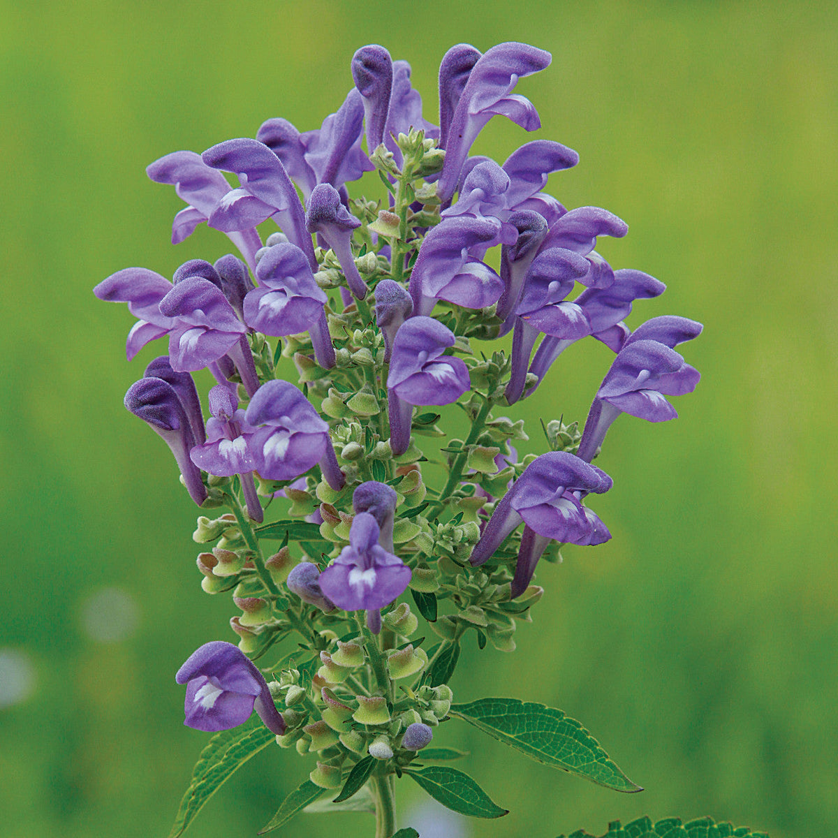 Skullcap Scutellaria Incana plant