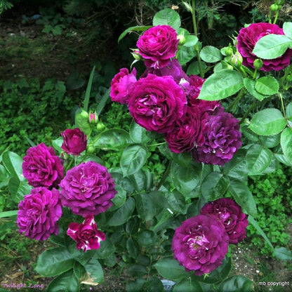 Rosa plant