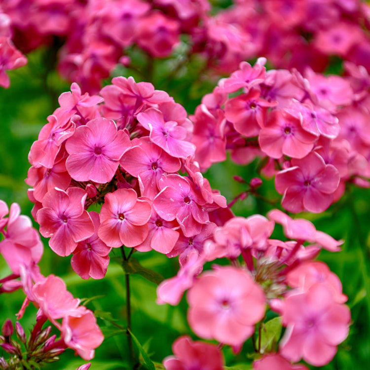 Annual Phlox plant
