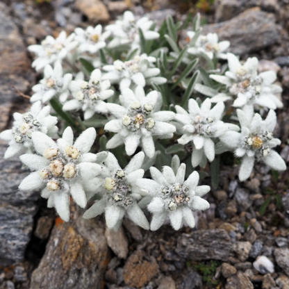 Alpine Star Edelweiss plant
