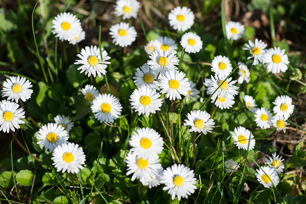 White Bellis flower seeds