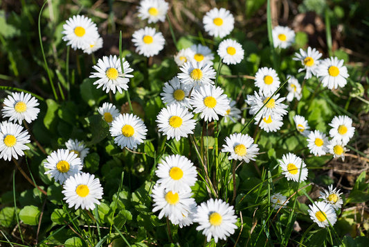 White Bellis flower seeds