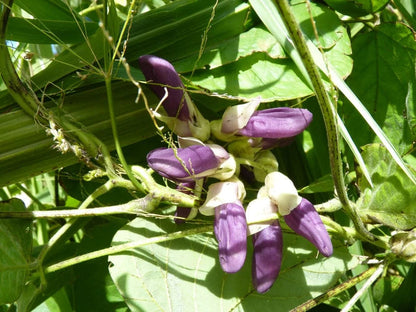 Velvet Bean Seeds for Planting – Mucuna pruriens Garden Seeds