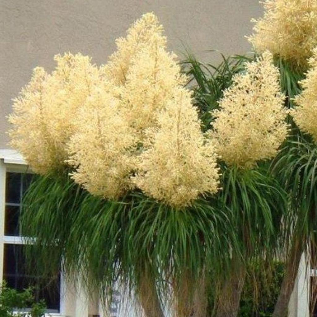 Yellow Beaucarnea flower seeds