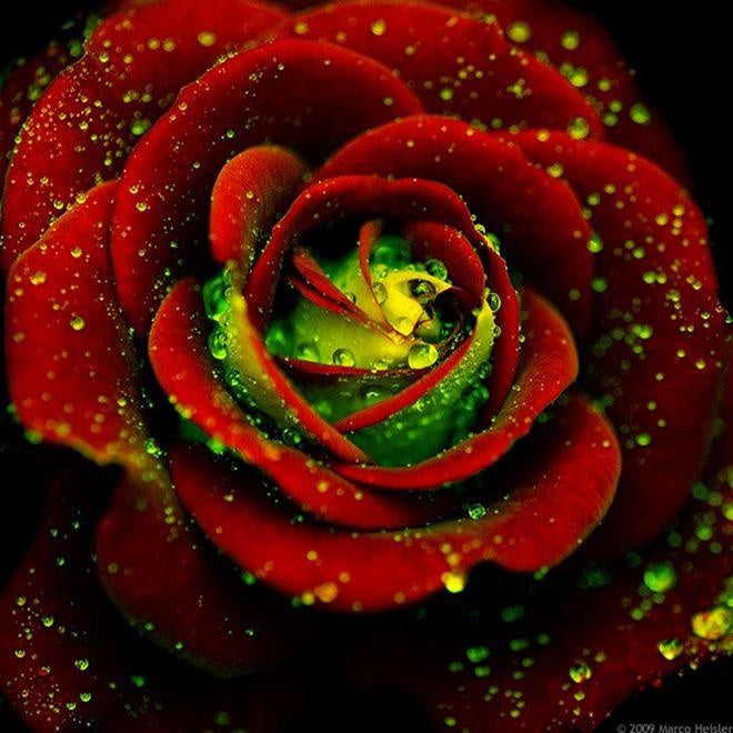 Red Green flower seeds