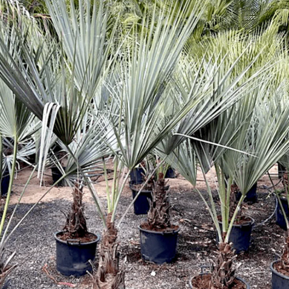 Palm Brahea Armata plant