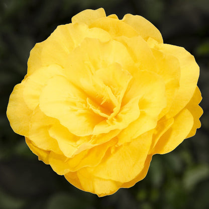 Yellow Mocca Flower Seeds for Planting – Heirloom Non-GMO Garden Seeds