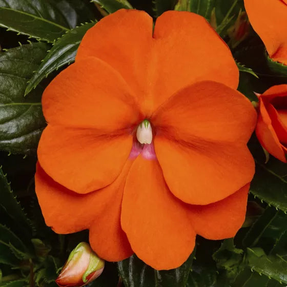 Orange Impatiens flower seeds